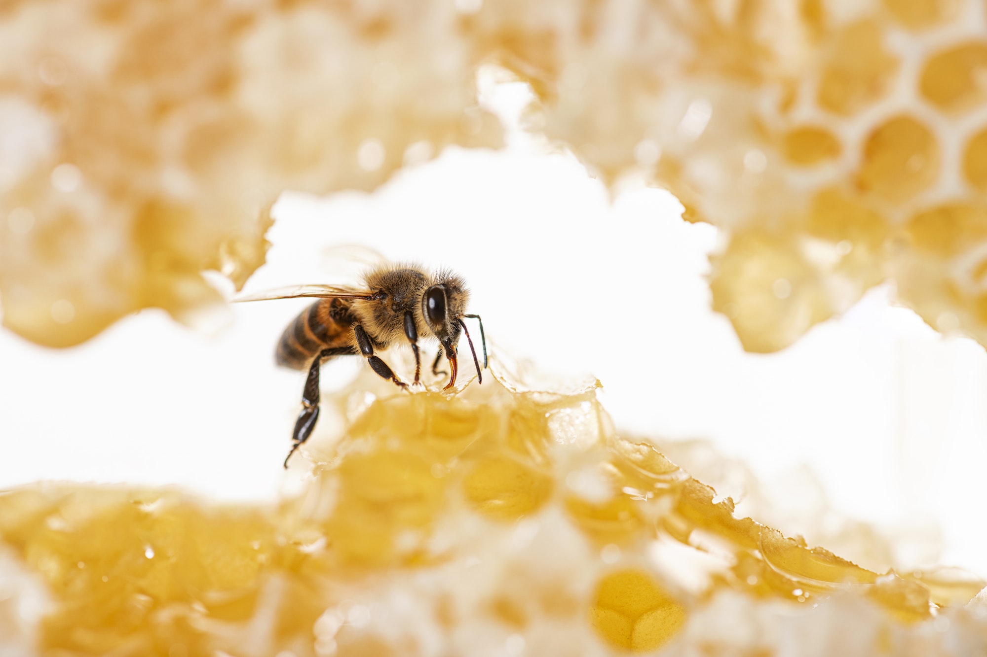 Bee eating honey with its tongue. View through pieces of honeycomb